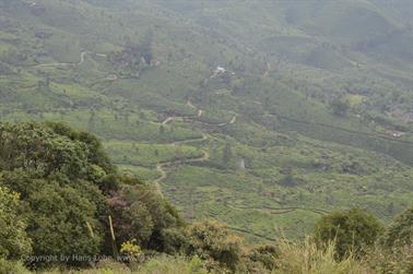 Munnar, Tea Plantations_DSC5814_H600